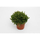 Rhipsalis Ewaldiana - Ø12cm - ↕15cm