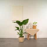 Strelitzia Nicolai - Ø19cm - ↕90cm + homme selin