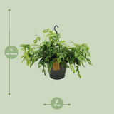 Plante Monstera Minima Ø27 cm Hauteur 50 cm