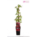 Parthenossus tricuspidata 'veitch boskoop' - Ø15cm - ↕65cm