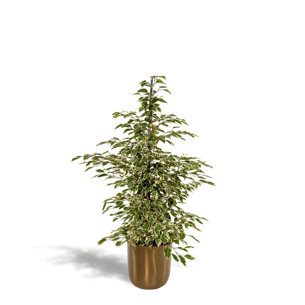 Ficus benjamina Twilight de 95cm dans son pot doré Mike Gold
