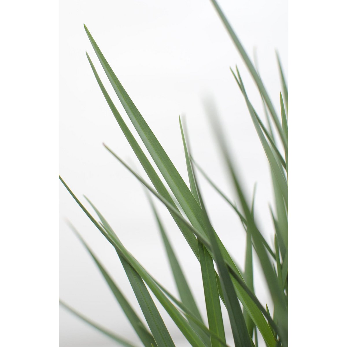 Dianella Coolvista - mise en scène dans un espace extérieur