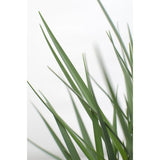 Dianella Coolvista - mise en scène dans un espace extérieur
