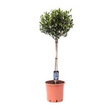 Olea olive - Ø22cm - ↕90cm