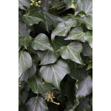 4x - Hedera Irish - ↨65cm - Ø15