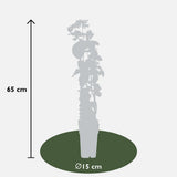 Lonicera Hybride 'Celestial - Ø15cm - ↕65cm
