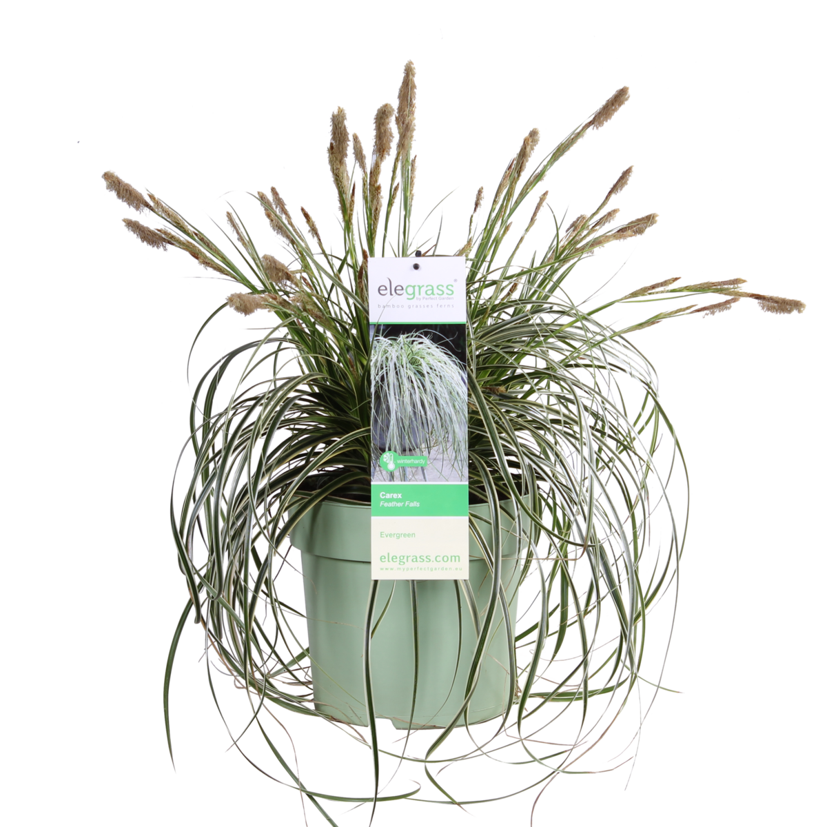 Carex Feather Falls - plante d'extérieur avec feuillage délicat