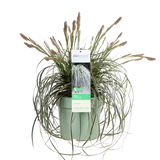 Carex Feather Falls - plante d'extérieur avec feuillage délicat