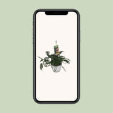Monstera Obliqua - Ø17cm - ↕40cm