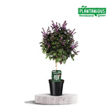 Basil Ocimum - Ø19cm - ↕75cm