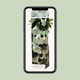 Plante Brugmansia blanche en pot