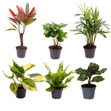 Box Surprise de Mini Plantes - Ensemble de 6 plantes en pot de 6 cm
