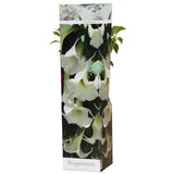 Plante Brugmansia blanche en pot