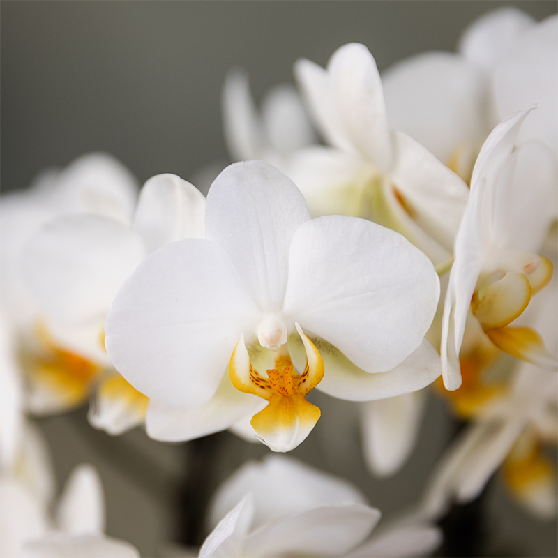 Boîte surprise avec 2 orchidées roses en pot 9 cm