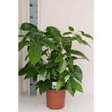 Schefflera Amate - Ø19cm - ↕70cm