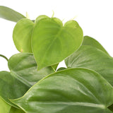 Philodendron Scandens en pot Ø12 cm