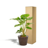 Alocasia Portodora artificielle avec pot gris