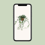 Hedera Helix Shamrock - moyen long - Ø13cm - ↕cm
