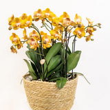 Inlay avec réservoir d'eau pour bol à orchidées Ø25 cm