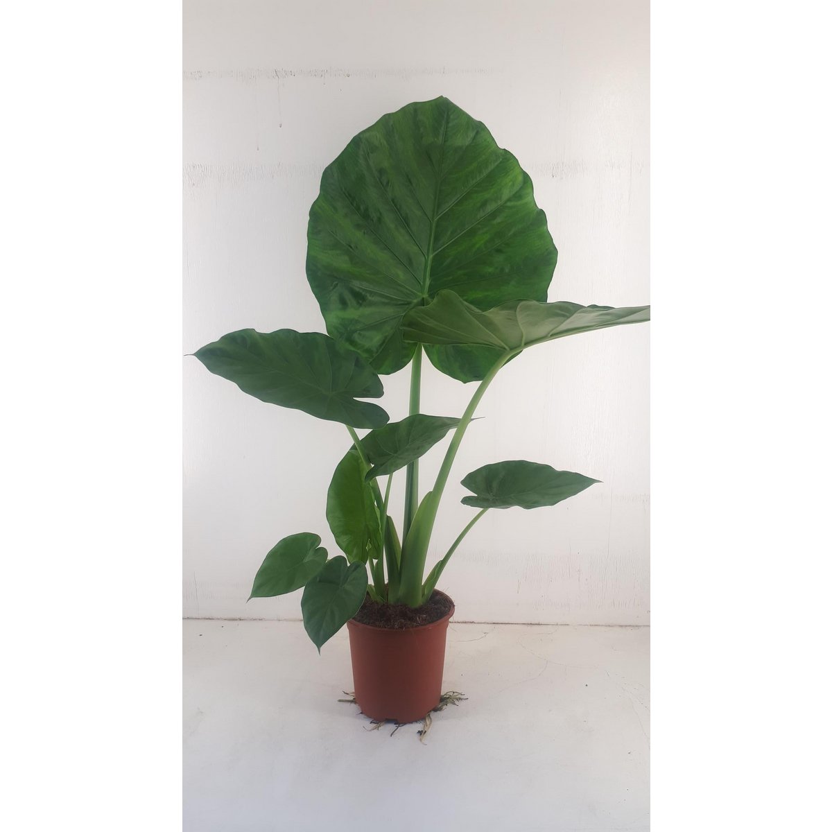 Alocasia Macrorrhiza - Plante d'intérieur avec grandes feuilles vertes et motifs distinctifs