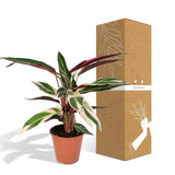 Calathéa Triostar - Ø19cm - ↕70cm