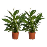 Spathiphyllum Vivaldi - Plante d'intérieur élégante avec fleurs blanches
