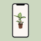 Plante dieffenbachia Tropic Snow Ø17 cm