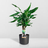 Plante Dracaena Fragran Steudnerer verte 55 cm