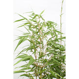 8x coloredia rufa - ↨40cm - Ø14