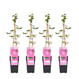 4X - CLEMATIS Ils auraient Lyon - ↨65cm - Ø15