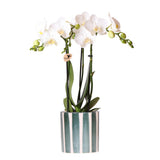 Orchidée Phalaenopsis blanche Amabilis avec pot vert rayé - Ø9 cm
