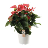 Anthurium rose en pot Ø21 cm hauteur 65 cm