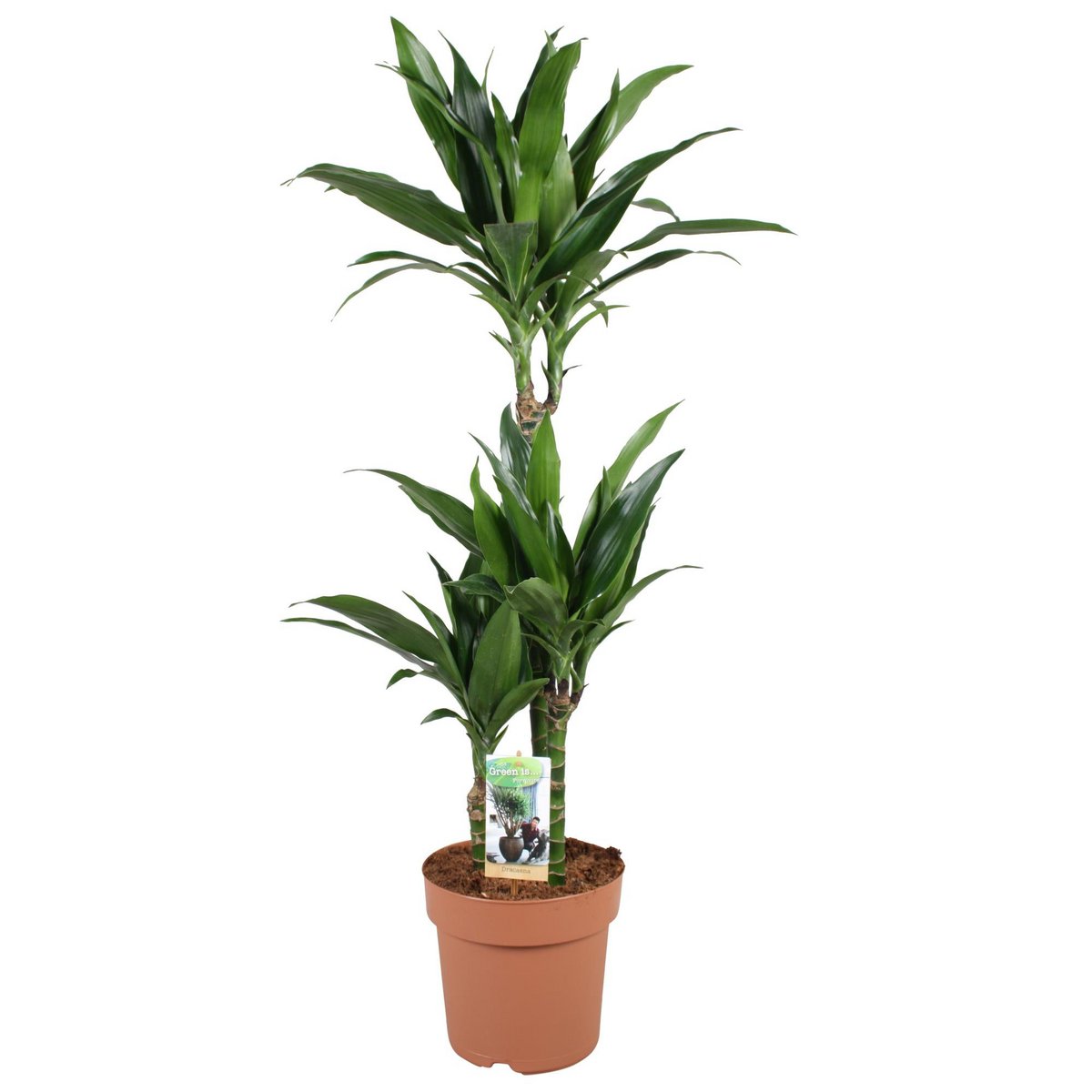 Dracaena Janet Craig - Plante d'intérieur avec feuilles luxuriantes
