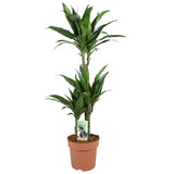 Dracaena Janet Craig - Plante d'intérieur avec feuilles luxuriantes