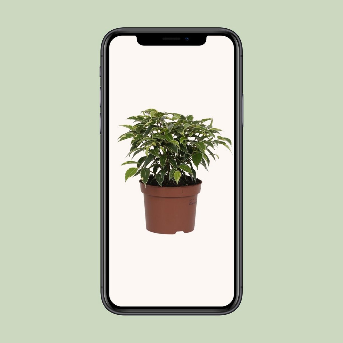 Détail du feuillage brillant du Ficus Benjamina Kinky