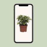 Détail du feuillage brillant du Ficus Benjamina Kinky
