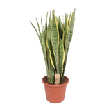 Sansevieria Trifasciata Lawrence - Ø30cm - ↕95cm