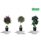 Plantes en pot Mélange Bleu / Violet - 3 pièces - Ø19cm - ↕75cm