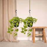 Lot de 2 Epipremnum pothos doré - Ø15 cm - 25 cm