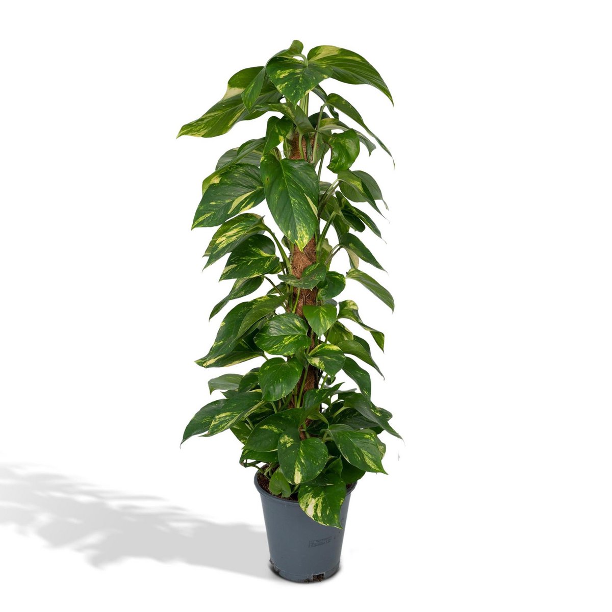 Epipremnum Aureum - Plante grimpante élégante dans son pot de culture