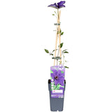Clématite le président violet - Ø15 cm - 65 cm