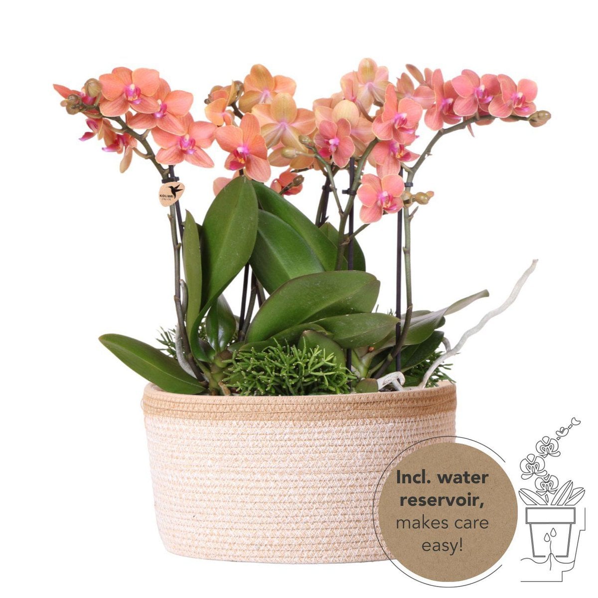 Orchidées Kolibri - Panier en coton avec trois orchidées oranges
