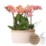 Orchidées Kolibri - Panier en coton avec trois orchidées oranges