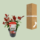 Photinia Fras. 'Volcan magique' - Ø19cm - ↕30cm
