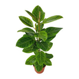 Ficus Deep - Ø21cm - ↕95cm