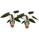 ALOCASIA WENII - 2 pièces - Ø19cm - ↕85cm