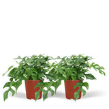2x Monstera Minima - Gatenplant - 25cm - Ø15