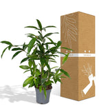 Dracaena Surculosa - Dragonnier - Ø17cm - ↕60cm