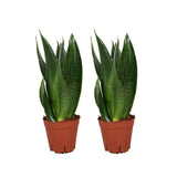 Sansevieria Dark Diamond - 2 pièces - Ø14cm - ↕40cm