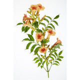Plante grimpante Campsis orange
